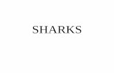 SHARKS - sewanhakaschools.org€¦ · @2003 D eÅhman . Title: SHARKS Author: Unknown User Created Date: 2/6/2015 7:57:30 AM