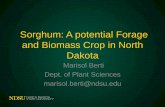 Sorghum: A potential Forage and Biomass Crop in North Dakota...Why are we interested in sorghum? – More tolerant to alkali or salty soils than corn – High seedling vigor, 3-day
