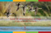 Guide de détermination de l'âge et du sexe des canards ...oncfs.gouv.fr/IMG/file/oiseaux/oiseaux-eau/guide_determination_can… · valablement l’âge et le sexe de 90 à 100 %