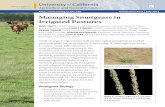 Managing Smutgrass in Irrigated Pastures · a weed in many different areas, it is most problematic in pastures in the southern and western United States. Because smutgrass is unpalatable