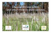 Cogongrass look alikes and other invasive plant updates · 2014. 10. 21. · Cogongrass look a‐likes and other invasive plant updates Nancy J. Loewenstein School of Forestry and