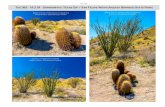 Tag 362 - 14.3.19 - Donnerstag: Texas Dip / San Felipe ... · PDF file Barrel Cactus - Ferocactus cylindraceus Ocotillo - Fouquieria splendens Ocotillo - Fouquieria splendens Parish‘s