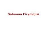 Solunum Fizyolojisifizyoloji.ege.edu.tr/images/dosyalar/05_SlnmFzyljs.pdf · Akciğer Volüm ve Kapasiteleri • Solunum volümü (tidal volüm):500 ml" • İnspiratuar yedek volüm:3000