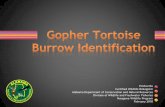 GT burrow ID PDF - | Outdoor Alabama to... · 2018. 6. 1. · Alabama Department of Conservation and Natural Resources Division of Wildlife and Freshwater Fisheries Nongame Wildlife