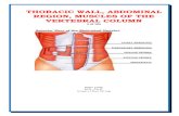 THORACIC WALL, ABDOMINAL REGION, MUSCLES OF THE … · 3/6/2015  · the trunk. Provides attachments for muscles of the abdomen, neck, back, and respiration. The thoracic cage is