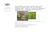 Weed Risk Assessment for Wisteria sinensis (Sims) DC., W ... · PDF file document, “wisteria” refers to the two species and their hybrids. Foreign distribution: Chinese wisteria