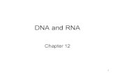 lhs.dcsdschools.orglhs.dcsdschools.org/UserFiles/Servers/Server_3858408/File/Shaw/DN… · The Structure of RNA 'differences between RNA and DNA. 1. Sugar in RNA is ribose instead