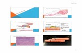 Muscle tissue lab presentation - Springfield Public Schools · Muscle tissue lab presentation.pptx Author: James Covey Created Date: 11/3/2013 2:56:26 PM ...