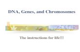 DNA, Genes, and Chromosomes€¦ · chromosomes. Diploid (2n) : two sets of chromosomes Found in all the non-sex cells or autosomes of an organism's body (with a few exceptions).
