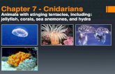 Chapter 7 - Cnidarians - Ms. Murray's Bi · PDF file Chapter 7 - Cnidarians Animals with stinging tentacles, including: jellyfish, corals, sea anemones, and hydra . Cnidarians Cnidarians
