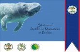 Status of Antillean Manatees in Belize...manatees in Belize. • Wildlife Protection Act, 1982 (CAP 220, revised 2000), addresses the need to protect wildlife resources, whether within