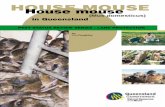 House Mouse in Queensland · House Mouse - Pest Status Review Page 2 October 1998 2.0 History House mice (Mus domesticus) are introduced pests probably arriving in Australia at the