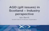 AGD (gill issues) in Scotland – Industry perspective · AGD (gill issues) in Scotland – Industry perspective Iain Berrill Scottish Salmon Producers’ Organisation . AGD in Scotland
