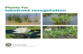 Plants for lakefront revegetation€¦ · 2 Hibiscus (Hibiscus coccineus (red) • Hibiscus laevis (white to pink) • Hibiscus moscheutos (white to cream) • Hibiscus grandiflorus