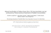 Robust Inactivation of Yellow Fever Virus 17D Vaccine ...€¦ · Virus family Flaviviridae Togaviridae Flaviviridae Flaviviridae Flaviviridae Virus genus Flavivirus Alphavirus Flavivirus