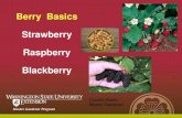 Berry Basics Strawberry Raspberry BlackberryRaspberries Planting: • Full sun • Well drained, loamy/sandy soil with soil depth of 24" • pH 6.0-6.5 best - if alkaline add ammonium