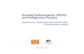 Avoided Deforestation (REDD) and Indigenous Peoples · Avoided Deforestation (REDD) and Indigenous Peoples Experiences, challenges and opportunities