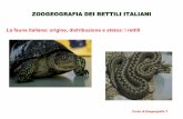 ZOOGEOGRAFIA DEI RETTILI ITALIANIuagra.uninsubria.it/didattica/Zoogeografia_Co/Lezioni...Orbettino (Anguis fragilis) Lacertidae Algiroide nano (Algyroides fitzingeri) Algiroide magnifico
