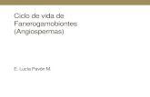 Ciclo de vida de Fanerogamobiontes (Angiospermas)botanica-1.yolasite.com/resources/Ciclos de vida- Fanerogamobionte… · Ciclo de vida de Fanerogamobiontes (Angiospermas) E. Lucía