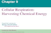 Cellular Respiration: Harvesting Chemical Energy · 2016. 8. 15. · La glucólisis genera energía química mediante la oxidación de glucosa a piruvato •La glucólisis ("división