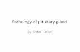 Pathology of pituitary gland - كلية الطب · PITUITARY ADENOMAS The most common cause of hyperpituitarism is an adenoma arising in the anterior lobe. Hyperplasia of the anterior