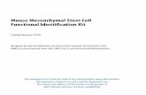 Mouse Mesenchymal Stem Cell Functional Identification Kit · expansion of BMSCs/MSCs, the status of stem cells is best evaluated by measuring their ability to differentiate into multiple