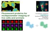 Fluorescent proteins for Konstantin Lukyanov kluk@ibch.ru ...adflim.org/files/Lukyanov_ADFLIM_Moscow_2016.pdf · Fluorescent proteins for multiparameter imaging of live cells and