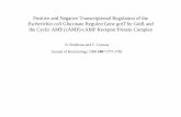 Positive and Negative Transcriptional Regulation of the …strbio.biochem.nchu.edu.tw/classes/lab seminar/frank/wu... · 2002. 11. 29. · Entner-Doudoroff Pathway (EDP) D-glucose