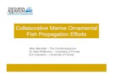 Collaborative Marine Ornamental Fish Propagation Efforts · Allan Marshall – The Florida Aquarium Dr. Matt Wittenrich – University of Florida Eric Cassiano – University of Florida