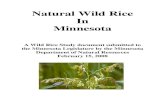 Natural Wild Rice In Minnesotafiles.dnr.state.mn.us/aboutdnr/reports/legislative/20080215_wildricestudy.pdfFeb 15, 2008  · wild rice lakes as habitat for reproduction or foraging.