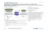 Synaptic Targeting and Function of SAPAPs Mediated by …bcz102.ust.hk/publications/2017/2017_Cell Reports... · 2018. 1. 6. · Cell Reports Article Synaptic Targeting and Function