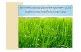 รายงานวิชาการ สารเคมี-นิด [โหมดความเข้ากันได้]thaipan.org/sites/default/files/conference2555/conference2555_1_10.pdfรายงานวิชาการ