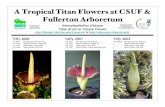 A Tropical Titan Flowers at CSUF & Fullerton Arboretumbiology.fullerton.edu/.../posterTiffy2003b.pdf · 2003. 5. 14. · •10July: Spent flower, dried, seeds growing Tiffy 2003 •28March: