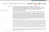 Isolation and pathogenicity of Xylella fastidiosa ...cartografia.sit.puglia.it/doc/xylella/Saponari_et_al-2017-Scientific_Reports.pdfIn autumn 2013, the presence of Xylella fastidiosa,