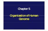 Chapter 5 Organization of Human Genome · 2012. 4. 13. · Chapter 5 Organization of Human Genome. Outline of this chapter Oiti fhOrganization of human genome ... Chromosome Amount
