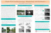 Darter Fish Feeding Ecology: Morphology and Kinematics · Darter Fish Feeding Ecology: Morphology and Kinematics . Dede Ainbinder1,2 and Rose Carlson1 1: Louis Calder Center - Biological