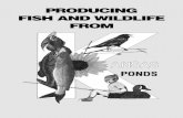 PRODUCING FISH AND WILDLIFE FROM...fishing because the kinds of fish stocked in ponds interact and complement each other. The size of a pond also makes fish readily available to anglers