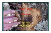 01-Northwest Hills NA Oak Wilt.ppt - nwaca.org€¦ · 2016-05-01  · Austin Chris Dolan Arborist Oak Wilt Program Austin, TX. Oak Wilt. What is Oak Wilt? Oak Wilt is a disease caused