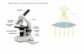 Oggi parliamo di Microscopio ottica (biologica) · interferometria ma sono molto costosi. Possiamo approfittare di coloranti che colorano differenzialmente vari componenti cellulari.
