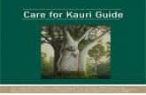 Care for Kauri Guide - Piha€¦ · Kawhia-Hamilton-Tauranga). The site, soil and temperature determine the type of forest that naturally contains kauri. Tthere is no ‘typical kauri