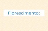 Movimentos de Crescimento - UFJF · Genes Envolvidos na Regulação do Desenvolvimento Floral: • Genes Homeóticos: – Codificam fatores de transcrição que determinam a localização