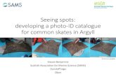 Seeing spots – developing a Photo-ID catalogue for common ... · •Highly vulnerable to overfishing and bycatch •Now absent from most of its former range; some small ... •486