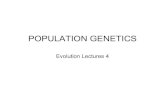 POPULATION GENETICS · POPULATION GENETICS The study of the rules governing the maintenance and transmission of genetic variation in natural populations. Population: A freely interbreeding
