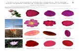 853-01 Pólenes de los Valles Secosinabio.biodiversidad.gob.ec/wp-content/uploads/... · Valles secos interandinos, Pichincha e Imbabura, ECUADOR Pólenes de plantas comunes de Ambuquí,