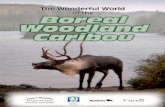of the Boreal Woodland Caribou - Think Trees · S4B – 0 – D1: Identify and explore a current issue S4B – 0 – D5: Propose a course of action related to an issue INFORMATION