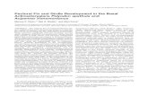 Pectoral Fin and Girdle Development in the Basal ...educ.jmu.edu/~davis4mc/download/davis_etal2004b.pdfPectoral Fin and Girdle Development in the Basal Actinopterygians Polyodon spathula