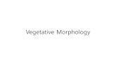 New Vegetative Morphology - Amborella · 2011. 4. 8. · Microsoft PowerPoint - Week06-Morphology-vegetative Author: Administrator Created Date: 4/8/2011 9:23:20 PM ...