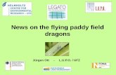 News on the flying paddy field dragons Ott... · 2015. 5. 12. · -damselflies prey also on sitting BPH + GLH, dragonflies only on flying insects ... as predators in the paddy fields