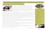 Wildlife Rehabilitators of North Carolina Summer 2014.pdf · vulture and Eurasian Eagle owls. Conservation issues are highlight-ed in interpretive signage – central to the center’s