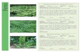 Lady Fern - bcwildplants.ipage.combcwildplants.ipage.com/Ferns_2010.pdf · Ferns Adiantum aleuticum - Maidenhair Fern Height: 60 cm Hardiness: Zone 3b Exposure: Full-Partial s hade
